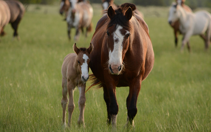 Livestock & Agriculture | Breeding Mats | Equine Breeding Mats | The ...