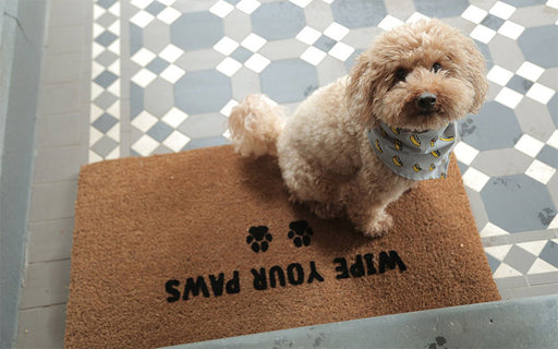 Small dog sitting on a coir door mat embossed with wipe your paws